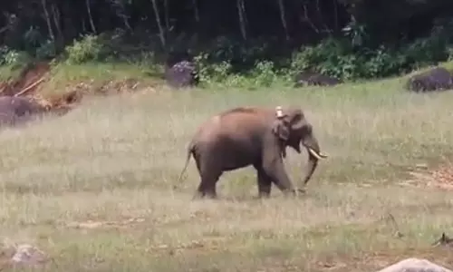 அரிசி கொம்பன் யானை ஆரோக்கியத்துடன் தனது வாழ்விடத்தில் வசதியாக உள்ளது- வனத்துறை அதிகாரி தகவல்