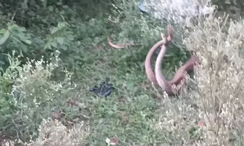 திருவள்ளூர் அருகே 2 சாரைப் பாம்புகள் ஒன்றோடு ஒன்று இணைந்து நடமாடின