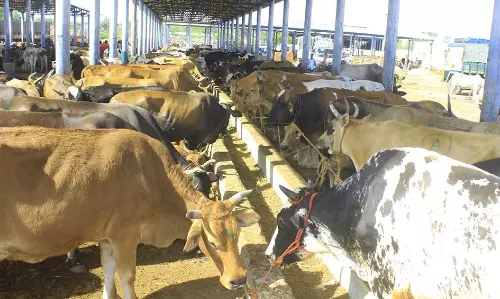 மேலப்பாளையம் சந்தையில் களை கட்டிய மாடுகள் விற்பனை