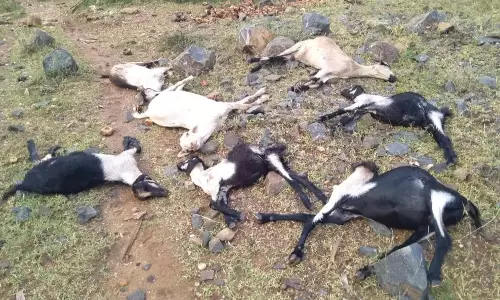 ஆடுகளை கடித்து குதறி கொன்ற வெறி நாய்கள்