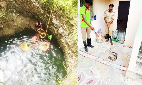 கிணற்றில் விழுந்த மாடுகள் உயிருடன் மீட்பு