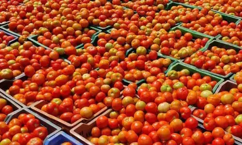 வேலூர் மார்க்கெட்டில் தக்காளி கிலோ ரூ.80 ஆக அதிகரிப்பு