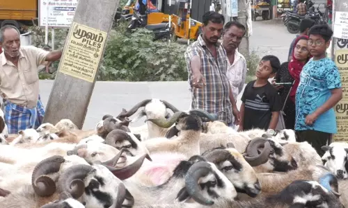பக்ரீத் பண்டிகை- கோவையில்  ஆடுகள் விற்பனை சூடுபிடித்தது