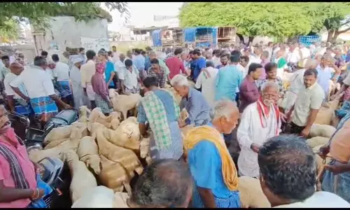 போச்சம்பள்ளியில் ரூ.1 கோடிக்கு ஆடுகள் விற்பனை