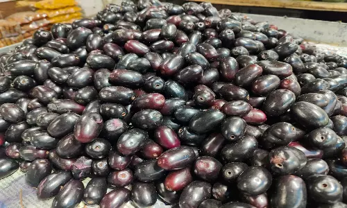 ஆந்திரா குண்டு நாவல் பழம் கிலோ ரூ.200-க்கு விற்பனை