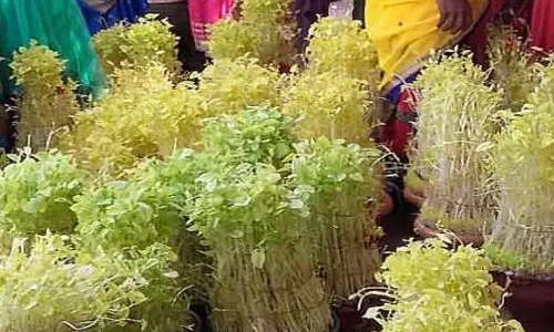 முளைப்பாரி எடுப்பது ஏன்?