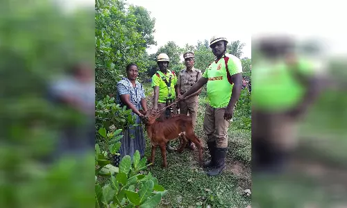 ஆலங்குடி கே.ராசியமங்கலத்தில் கிணற்றில் விழுந்த கன்றுகுட்டி மீட்பு