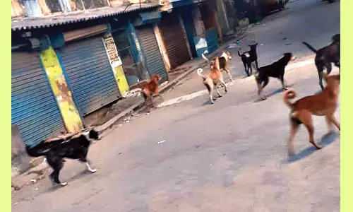 தெரு நாய்கள் தொல்லையால் மாணவ-மாணவிகள் அச்சம்