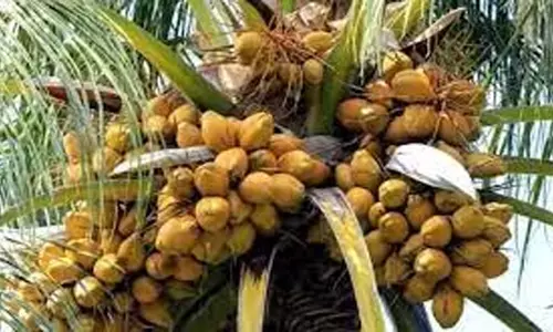 நாமக்கல்லில் தென்னை சாகுபடி குறித்த சிறப்பு பயிற்சி