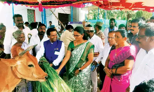 சிறப்பு கால்நடை மருத்துவ முகாம்