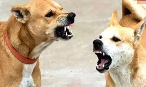 சந்தூர் பகுதியில் வெறிநாய் கடித்து 10 பேர் காயம்