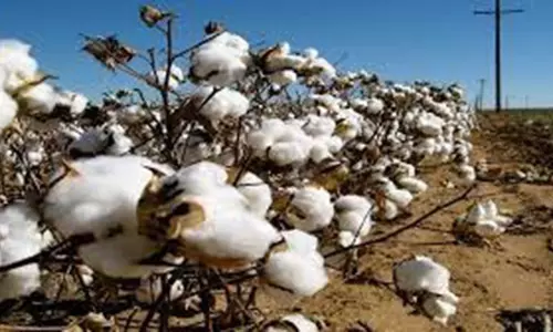 அரூர் கூட்டுறவு சங்கத்தில் ரூ.62 லட்சத்திற்கு பருத்தி ஏலம்