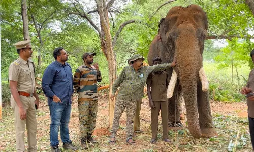 3 மணி நேரம் ஒரே இடத்தில் முகாமிட்டு பலாப்பழத்தை ருசித்த பாகுபலி யானை