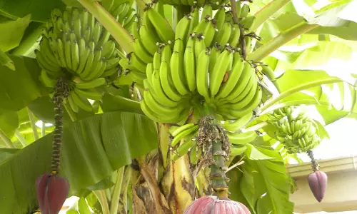 சூறாவளி காற்றில் இருந்து தப்பிக்க கயிறுகளால் பிணைக்கப்படும் குலைதள்ளிய வாழைகள்