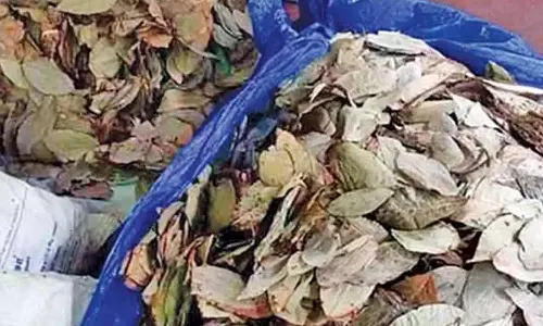 வேனில் கடத்திய 1,200 கிலோ பீடி இலைகள் பறிமுதல்- தப்பி ஓடிய 2 பேருக்கு வலைவீச்சு