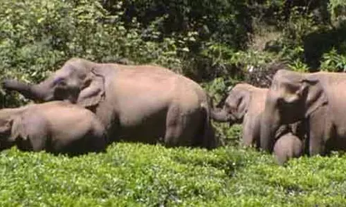 சென்னை-பெங்களூரு விரைவு சாலையில் 200 யானைகள் நுழைவதை தடுக்க தண்டவாளங்களால் வேலி: வனத்துறை அதிகாரிகள் தகவல்