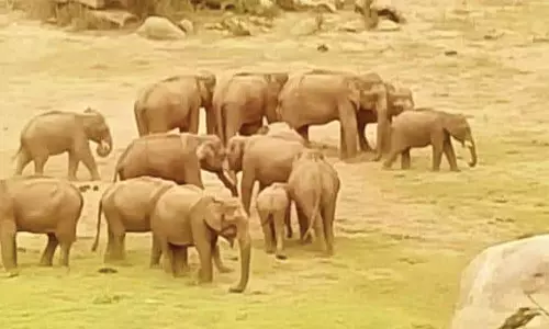 குடிநீர்- உணவு தேடி உடுமலை அமராவதி அணைக்கு படையெடுக்கும் யானைகள்