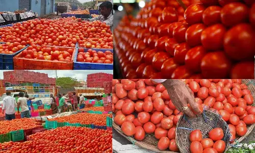 தக்காளி விலை சரிவு: கோயம்பேடு காய்கறி சந்தையில் ரூ.50-க்கு விற்பனை