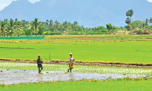 தென்மேற்கு பருவமழை கை கொடுக்குமா?