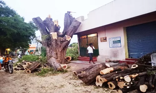 100 ஆண்டுகள் பழமையான புளிய மரங்கள் வெட்டி கடத்தல்?