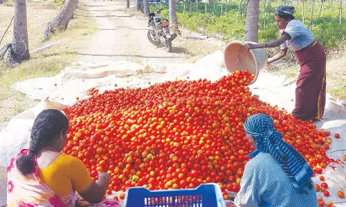 தக்காளி விலை கிடு,கிடு உயர்வு