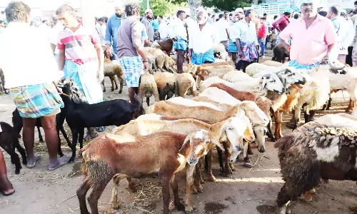 பக்ரீத் பண்டிகை முன்னிட்டு ரூ.3.90 கோடிக்கு ஆடு, மாடுகள் விற்பனை
