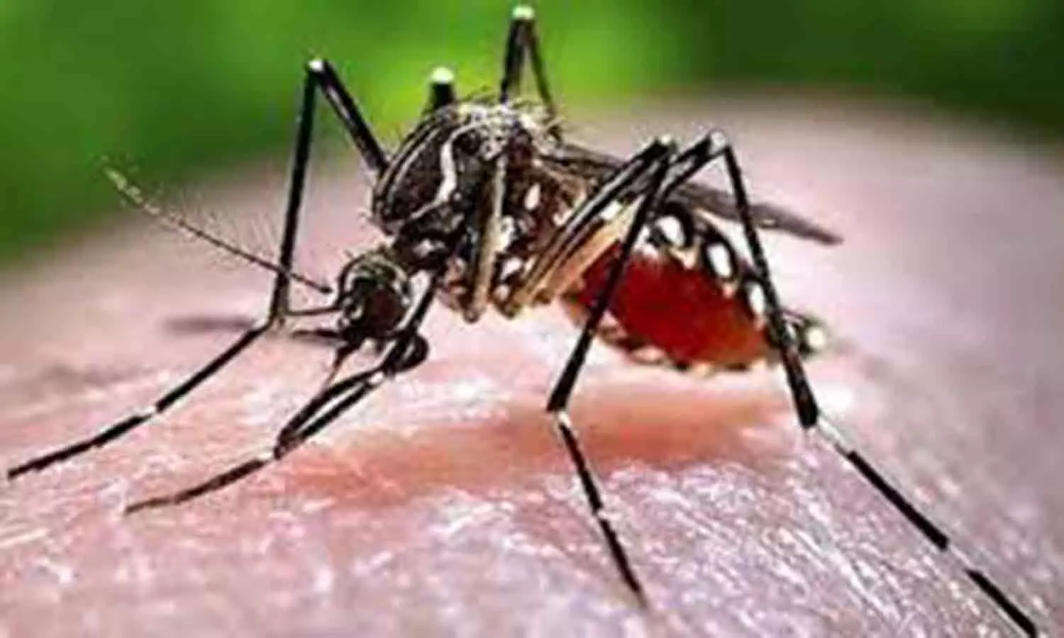 டெங்கு காய்ச்சல் பரவுகிறது டெங்கு காய்ச்சல் பரவுகிறது