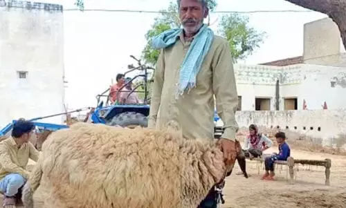 ராஜஸ்தானில் ரூ.1 கோடிக்கு ஏலம் போன செம்மறி ஆடு- விற்பனை செய்ய தொழிலாளி மறுப்பு