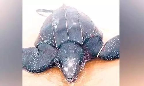 உலகின் மிகப்பெரிய வகையை சேர்ந்த லெதர் பேக் ஆமை- 7 ஆண்டுக்கு பிறகு கடற்கரைக்கு வந்தது