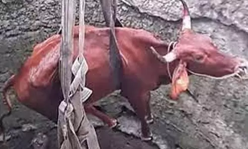 கிணற்றில் விழுந்த பசுமாடு உயிருடன் மீட்பு