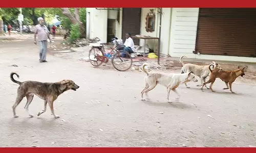 தெருநாய்கள் தொல்லையால் அச்சத்தில் உலாவரும் பொதுமக்கள்