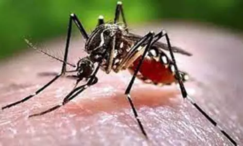 டெங்கு காய்ச்சல் பரவுகிறது