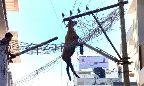 குர்பாணியின் போது துள்ளிக்குதித்த ஆடு மின் கம்பியில் சிக்கியதால் பரபரப்பு