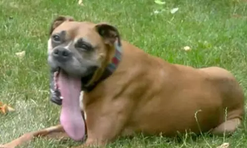 அடேங்கப்பா.. எவ்ளோ நீளமான நாக்கு: கின்னஸ் சாதனை படைத்த நாய்