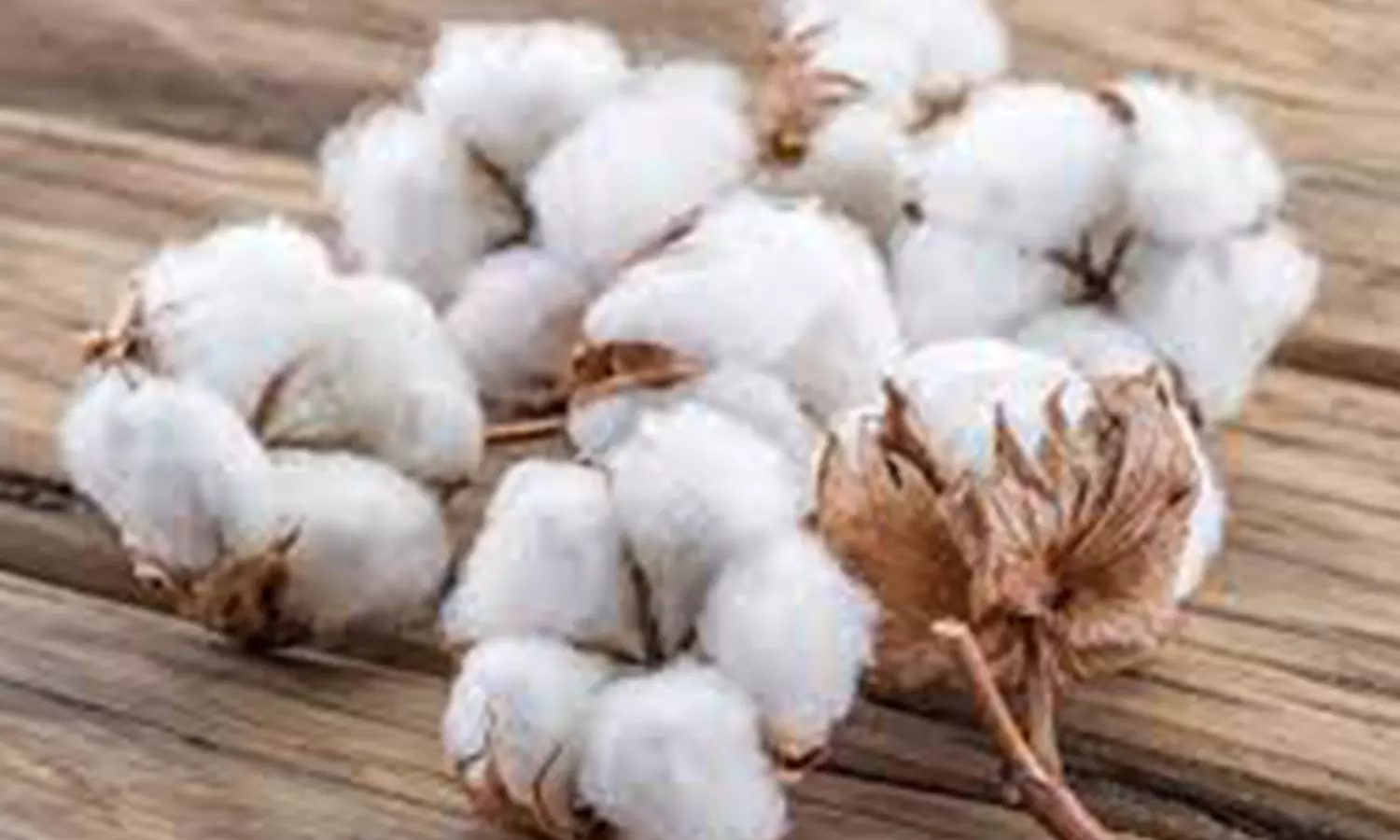 ஜெயங்கொண்டம் ஒழுங்குமுறை விற்பனை கூடத்தில் பருத்தி மறைமுக ஏலம் ஜெயங்கொண்டம் ஒழுங்குமுறை விற்பனை கூடத்தில் பருத்தி மறைமுக ஏலம்