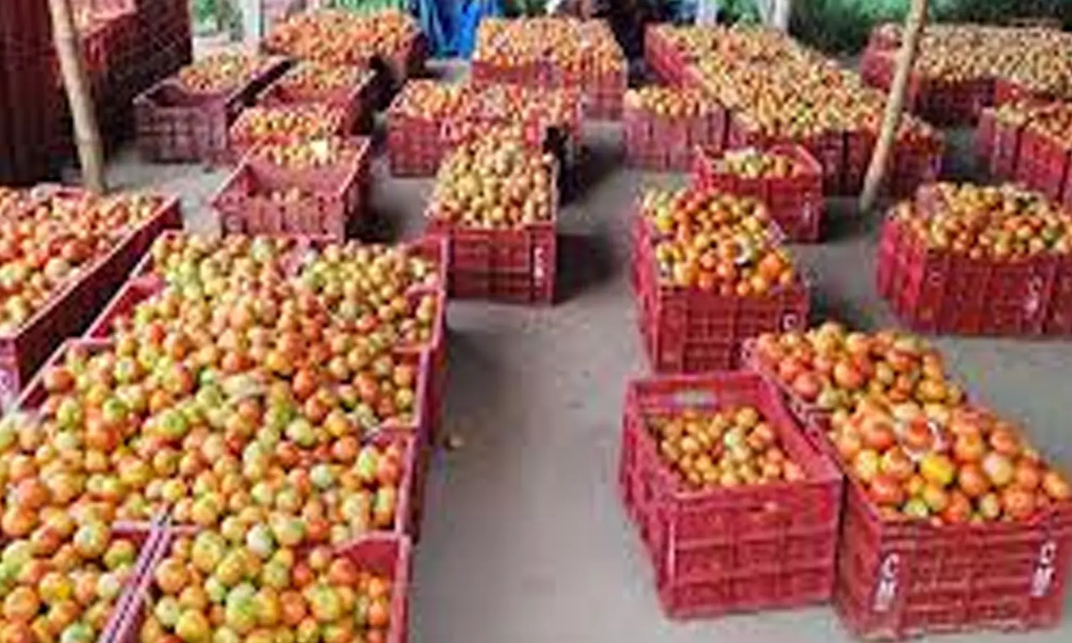 கரூரில் வரத்து குறைவால் தக்காளி கிலோ ரூ.90க்கு விற்பனை கரூரில் வரத்து குறைவால் தக்காளி கிலோ ரூ.90க்கு விற்பனை