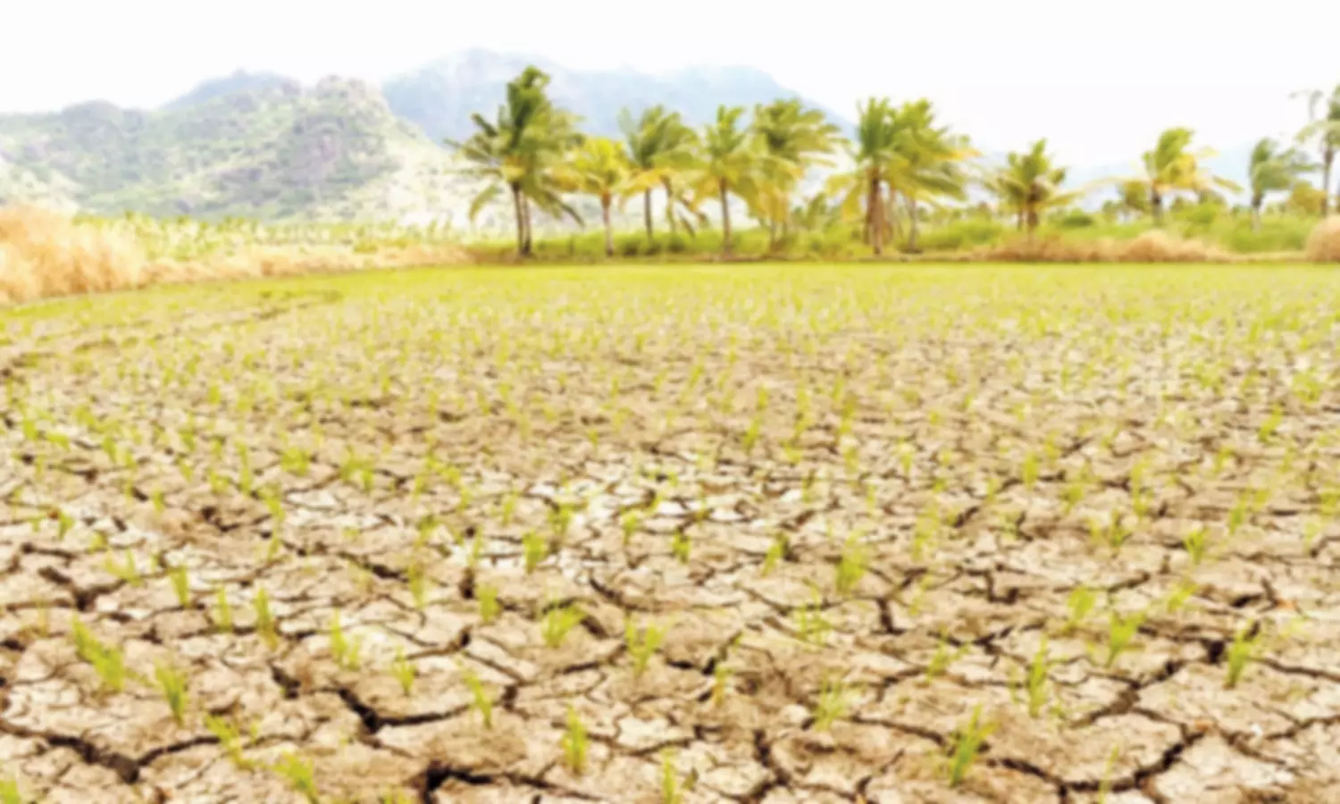 நாகர்கோவில் புத்தேரி பகுதியில் தண்ணீர் இன்றி நெற்பயிர்கள் கருகியது