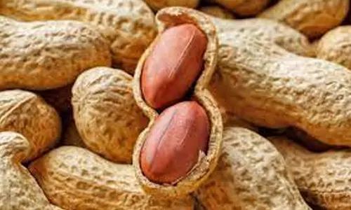 சாலைப்புதூர் ஒழுங்கு முறை விற்பனை கூடத்தில் ரூ.2.50 லட்சத்திற்கு நிலக்கடலை ஏலம்