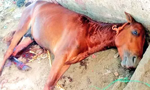 நெல்லையில் குதிரையை வெட்டி கொன்ற மர்மநபர்கள்