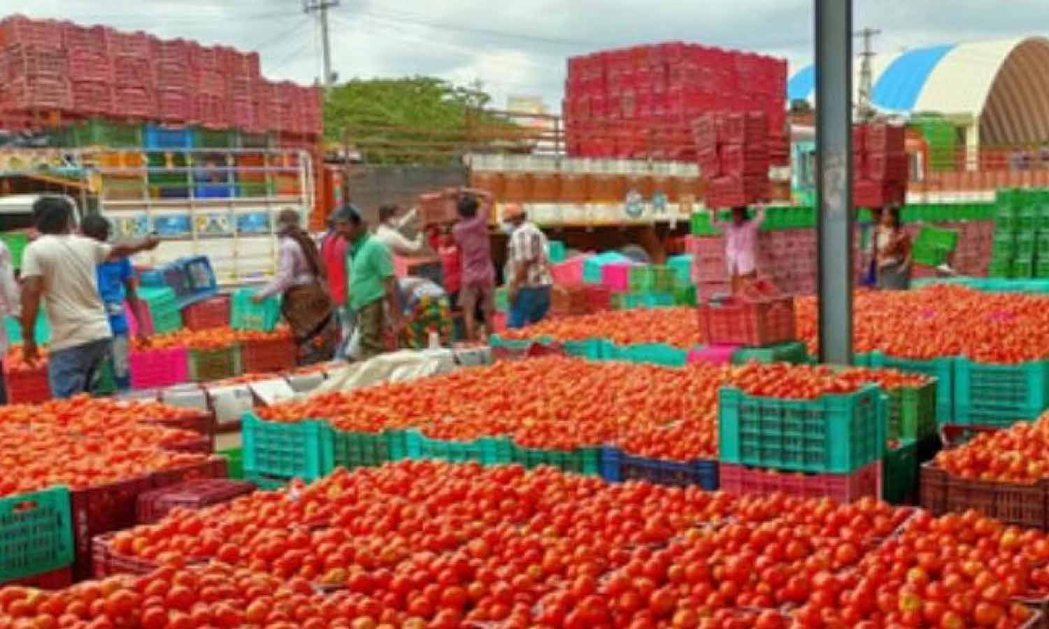 நாளை முதல் 300 ரேசன் கடைகளில் தக்காளி விற்பனை