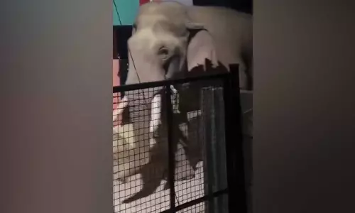 கோவை அருகே நள்ளிரவில் குடியிருப்புக்குள் சுற்றி திரிந்த ஒற்றை காட்டு யானை- பொதுமக்கள் அச்சம்