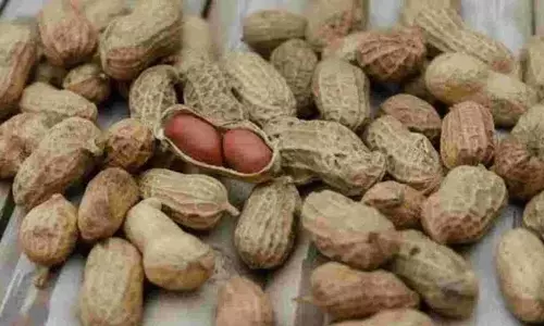 நிலக்கடலை காய் ரூ.2.54 லட்சத்துக்கு ஏலம்