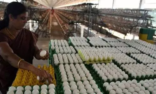 நாமக்கல் மண்டலத்தில் முட்டை விலை 10 காசுகள் சரிவு- ரூ.5.40 ஆக நிர்ணயம்