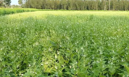 மாற்றுப்பயிர் சாகுபடிக்கு 50 சதவீத மானியம்