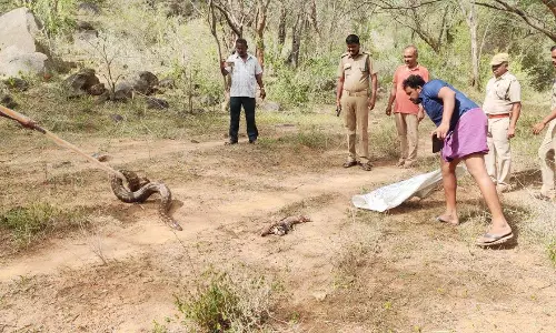 ஊருக்குள் புகுந்த மலைப்பாம்பு;  பொதுமக்கள் அலறி அடித்து ஓட்டம்