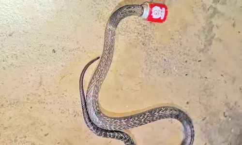 டப்பாவில் தலை சிக்கி தவித்த நல்ல பாம்பு உயிருடன் மீட்பு