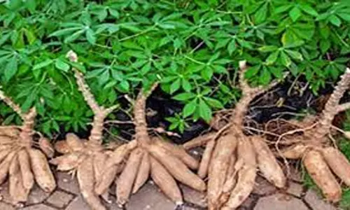 பரமத்திவேலூர் பகுதியில் மரவள்ளிக் கிழங்கு விலை வீழ்ச்சி