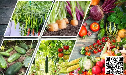 மானியத்தில் காய்கறி நாற்றுகள் விநியோகம் - விவசாயிகள் பயன்பெற அழைப்பு