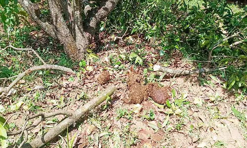 ஆம்பூர் அருகே யானைகள் அட்டகாசம்