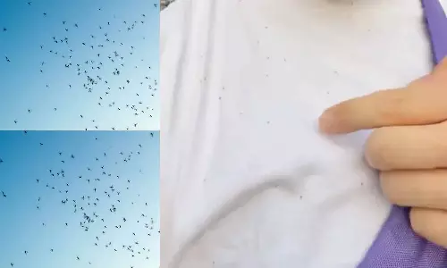 காப்பான் பட பாணியில் நியூயார்க் மீது படையெடுத்த பூச்சிகள்